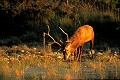 Une petite mare, par temps chaud, peut être un bon poste d'affût. Bretagne, forêt, abreuvoir, forêt, cerf, brame 